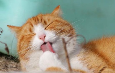 猫咪吉利又好听的名字