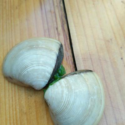 怀孕能吃贝壳吗
