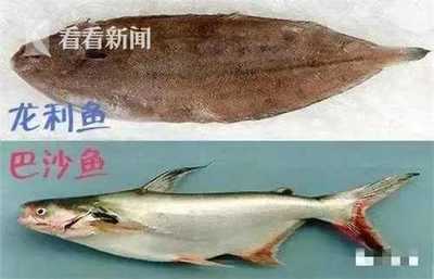 龙利鱼和巴沙鱼的区别