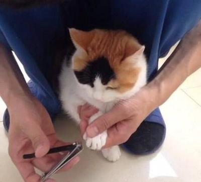 怀孕初期可以养猫吗