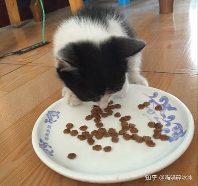 猫一天吃多少克猫饭