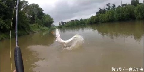 梦见看到别人钓到大鱼
