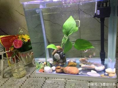 魚缸放水草有什么作用（魚缸放水草有什么作用和好處）