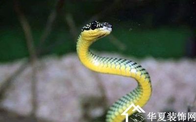 属蛇的跟属狗的相配吗