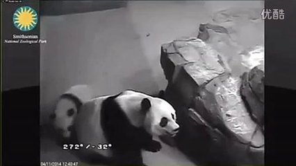 孕妇梦见傻子是胎梦吗