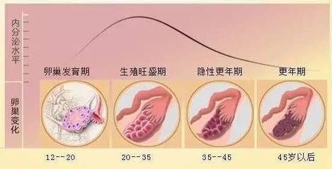 卵巢有多少卵子正常