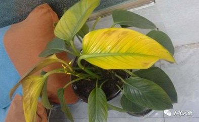 五行属土的花卉植物