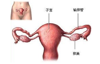 输卵管造口术后怀孕率