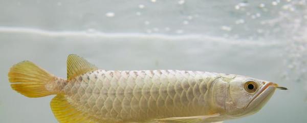 开平市三埠海滨水族馆（开平市三埠海滨水族馆电话）