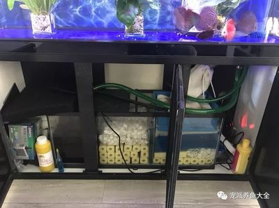 高陽縣愛尚水族花卉店（高陽縣愛尚水族花卉店地址） 全國水族館企業(yè)名錄