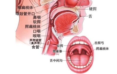 怎么治疗扁桃体肥大