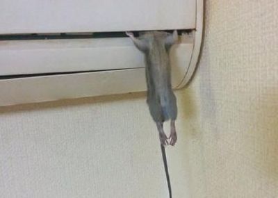 如何赶走空调内机老鼠