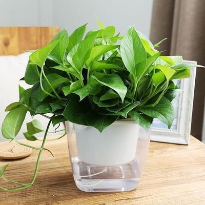 室内养什么植物风水好