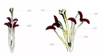 百合花苞怎么画