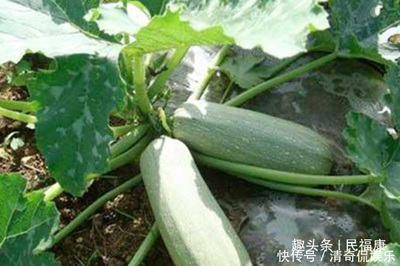 西葫芦怎么吃减肥