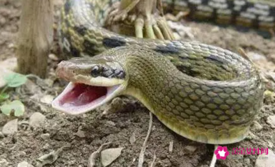 解梦梦见被蛇咬