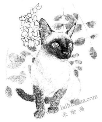 画暹罗猫素描图片简单版