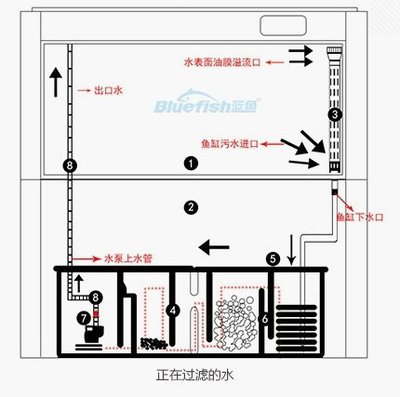 魚缸里有過濾器還需要換水嗎視頻（魚缸里有過濾器還需要換水嗎視頻講解）