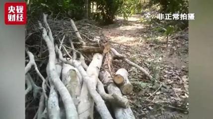 砍树的砍怎么写