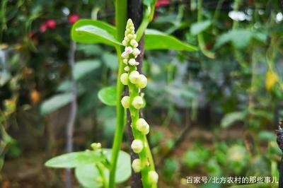 孕妇可以吃木耳菜