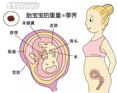 怀孕11周宝宝多大图片