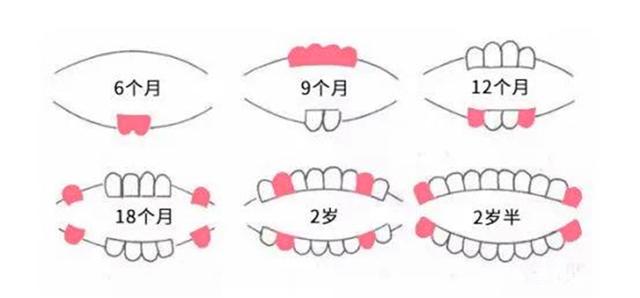 宝宝出牙顺序图