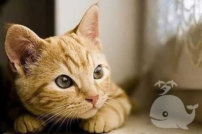 做梦梦到猫生小猫
