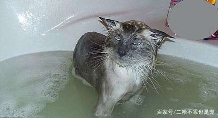 怀孕的猫咪可以洗澡吗