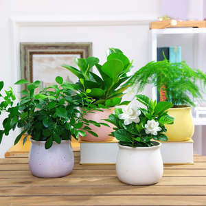 绿植室内盆栽