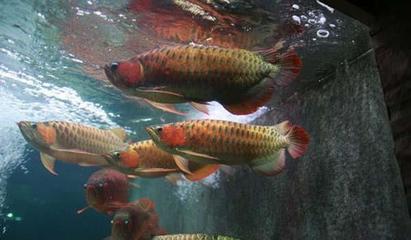 紹興水族館眼斑鯛魚 白條過背金龍魚