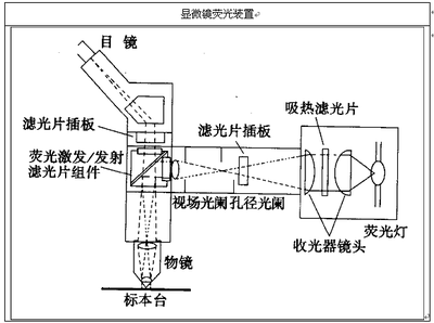 显微镜原理图