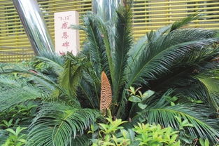芭蕉的寓意