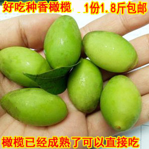 孕妇可以吃青橄榄吗