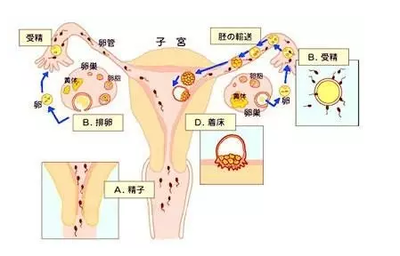 小月子怎么坐