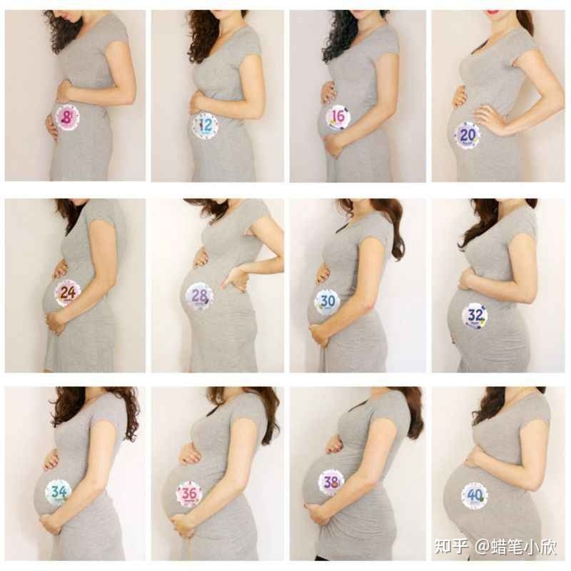 怀孕肚子变化图