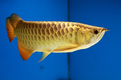 魚缸過(guò)濾器怎么不冒泡（如何正確安裝魚缸過(guò)濾器） 魚缸百科