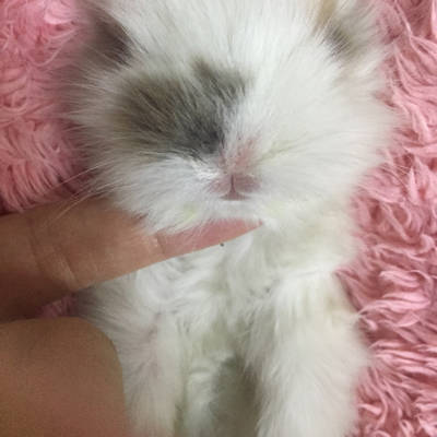 孕妇做梦梦到兔子