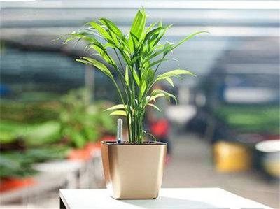 适合在室内养的花草