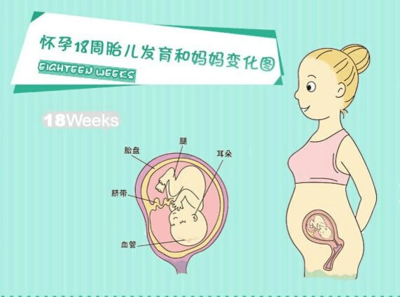 十八周胎儿发育图片