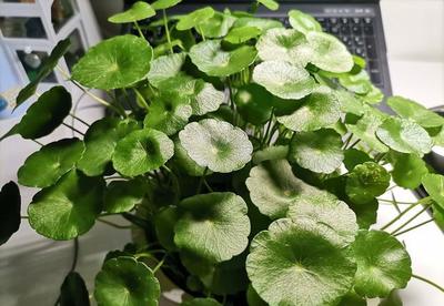 有草有水的寓意好的字