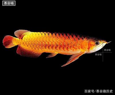 白化招財龍魚壽命(白化招財貓魚) 森森魚缸