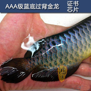 盤錦市雙臺子區(qū)愛喜豆生態(tài)水族館（盤錦市雙臺子區(qū)愛喜豆生態(tài)水族館電話）