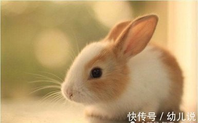 属兔的和什么属相最合
