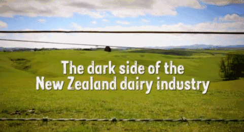 新西兰乳制品行业
