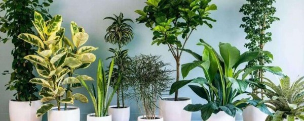 家中养什么花好风水