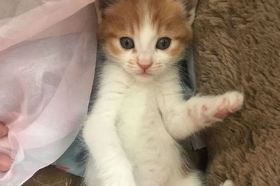 怎么知道母猫有没有怀孕