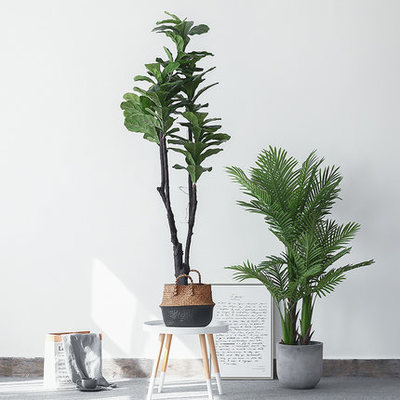 室内盆栽植物图片
