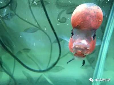 鱼尾烂了怎么治疗
