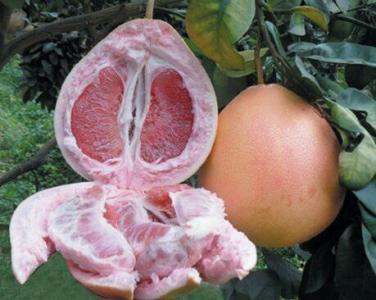 水柚子多少钱一斤