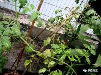 阳台种西红柿要授粉吗